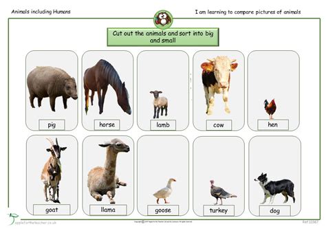 What Is The Difference Between Pet And Farm Animals
